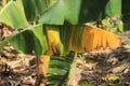 Selective focus of a banana plant affected by deadly Fusarium wilt disease Tropical Race 4 fungus