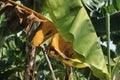 Selective focus of a banana plant affected by deadly Fusarium wilt disease Tropical Race 4 fungus