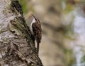 Selective focus of a bar-tailed treecreeper on a tree trunk with blurred background Royalty Free Stock Photo