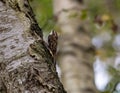 Selective focus of a bar-tailed treecreeper on a tree trunk with blurred background Royalty Free Stock Photo
