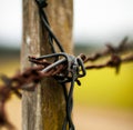 Selective focus of a barbed wire on a wooden fence Royalty Free Stock Photo