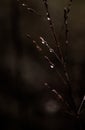 Selective Focus Of Bare Twigs With Raindrops In Autumn