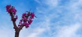 Selective Focus of a Bbeautiful Branch of Pink Flowers on a Tree Under a Blue Sky, Beautiful Flowers in the Spring Season in the