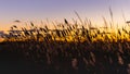 Selective focus beach grass on dunes silhouetted against a sunset dusk sky