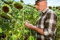 selective focus of bearded farmer touching green leaf near sunflowers.