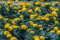 Selective focus beautiful American Marigolds flower in field.Colorful yellow flower in the garden. Royalty Free Stock Photo