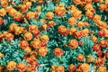 Selective focus beautiful American Marigolds flower in field. Royalty Free Stock Photo