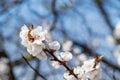 Selective focus of beautiful apricot branches on tree under blue sky, beautiful apricot flowers during spring season in park, Royalty Free Stock Photo