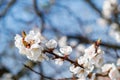 Selective focus of beautiful apricot branches on tree under blue sky, beautiful apricot flowers during spring season in park, Royalty Free Stock Photo