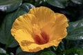 Selective focus on a beautiful blooming yellow hibiscus flower on a sunny day. Spring concept. Macro Royalty Free Stock Photo