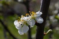 Selective focus of beautiful branches of cherry blossoms on the tree under blue sky, Beautiful Sakura flowers during spring season