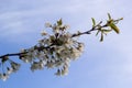 Selective focus of beautiful branches of cherry blossoms on the tree under blue sky, Beautiful Sakura flowers during spring season