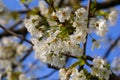 Selective focus of beautiful branches of cherry blossoms on the tree under blue sky, Beautiful Sakura flowers during spring season