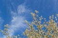 Selective focus of beautiful branches of cherry blossoms on the tree under blue sky, Beautiful Sakura flowers during spring season