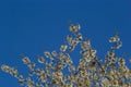 Selective focus of beautiful branches of cherry blossoms on the tree under blue sky, Beautiful Sakura flowers during spring season