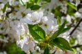 Selective focus of beautiful branches of cherry blossoms on the tree under blue sky, Beautiful Sakura flowers during spring season