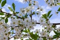 Selective focus of beautiful branches of cherry blossoms on the tree under blue sky, Beautiful Sakura flowers during spring season