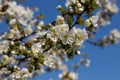 Selective focus of beautiful branches of cherry blossoms on the tree under blue sky, Beautiful Sakura flowers during spring season