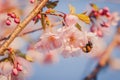 Selective focus of beautiful branches of pink Cherry blossoms with a bee  on the tree under blue sky. Royalty Free Stock Photo