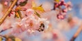 Selective focus of beautiful branches of pink Cherry blossoms with a bee  on the tree under blue sky. Royalty Free Stock Photo