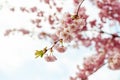 Selective focus of beautiful branches of pink Cherry blossoms. Royalty Free Stock Photo