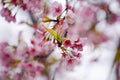 Pink Cherry blossoms on the tree.Beautiful Sakura flowers during spring season in the park Royalty Free Stock Photo