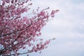 Selective focus of beautiful branches of pink Cherry blossoms on the tree under blue sky, Beautiful Sakura flowers during spring