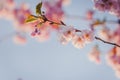 Selective focus of beautiful branches of pink Cherry blossoms on the tree under blue sky. Royalty Free Stock Photo