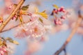 Selective focus of beautiful branches of pink Cherry blossoms on the tree under blue sky. Royalty Free Stock Photo