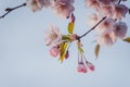 Selective focus of beautiful branches of pink Cherry blossoms on the tree under blue sky. Royalty Free Stock Photo