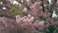 Beautiful cherry blossom sakura in spring time over blue sky. Japanese sakura
