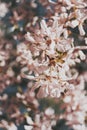 Selective focus of beautiful branches of pink Cherry blossoms on the tree under blue sky Royalty Free Stock Photo