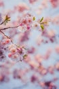 Selective focus of beautiful branches of pink Cherry blossoms on the tree under blue sky. Royalty Free Stock Photo