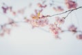 Selective focus of beautiful branches of pink Cherry blossoms on the tree under blue sky. Royalty Free Stock Photo