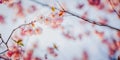 Selective focus of beautiful branches of pink Cherry blossoms on the tree under blue sky. Royalty Free Stock Photo