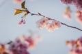 Selective focus of beautiful branches of pink Cherry blossoms on the tree under blue sky. Royalty Free Stock Photo