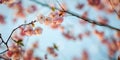 Selective focus of beautiful branches of pink Cherry blossoms on the tree under blue sky. Royalty Free Stock Photo