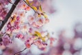 Selective focus of beautiful branches of pink Cherry blossoms on the tree under blue sky. Royalty Free Stock Photo