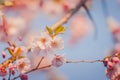 Selective focus of beautiful branches of pink Cherry blossoms on the tree under blue sky. Royalty Free Stock Photo