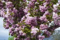 Selective focus of beautiful branches of pink cherry on the tree, beautiful sakura flowers in the spring season in the park, flora Royalty Free Stock Photo