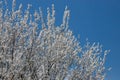 Selective focus of beautiful branches of plum blossoms on the tree under blue sky, Beautiful Sakura flowers during spring season Royalty Free Stock Photo