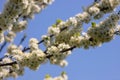 Selective focus of beautiful branches of plum blossoms on the tree under blue sky, Beautiful Sakura flowers during spring season Royalty Free Stock Photo