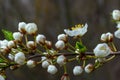 Selective focus of beautiful branches of plum blossoms on the tree under blue sky, Beautiful Sakura flowers during spring season Royalty Free Stock Photo