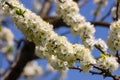 Selective focus of beautiful branches of plum blossoms on the tree under blue sky, Beautiful Sakura flowers during spring season Royalty Free Stock Photo