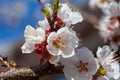 Selective focus of beautiful branches of white apricot blossoms on the tree under blue sky Royalty Free Stock Photo