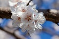 Selective focus of beautiful branches of white apricot blossoms on the tree under blue sky Royalty Free Stock Photo