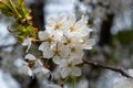 Selective focus of beautiful branches of white Cherry blossoms on the tree under blue sky, Beautiful Sakura flowers during spring Royalty Free Stock Photo