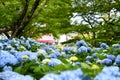 Selective focus on beautiful bush of blooming blue, purple Hydrangea or Hortensia flowers Hydrangea macrophylla. Royalty Free Stock Photo