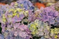 Selective focus on beautiful bush of blooming blue, purple Hydrangea or Hortensia flowers Hydrangea macrophylla Royalty Free Stock Photo