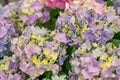 Selective focus on beautiful bush of blooming blue, purple Hydrangea or Hortensia flowers Hydrangea macrophylla Royalty Free Stock Photo